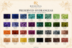 Hydrangea - Multicolor Collection II