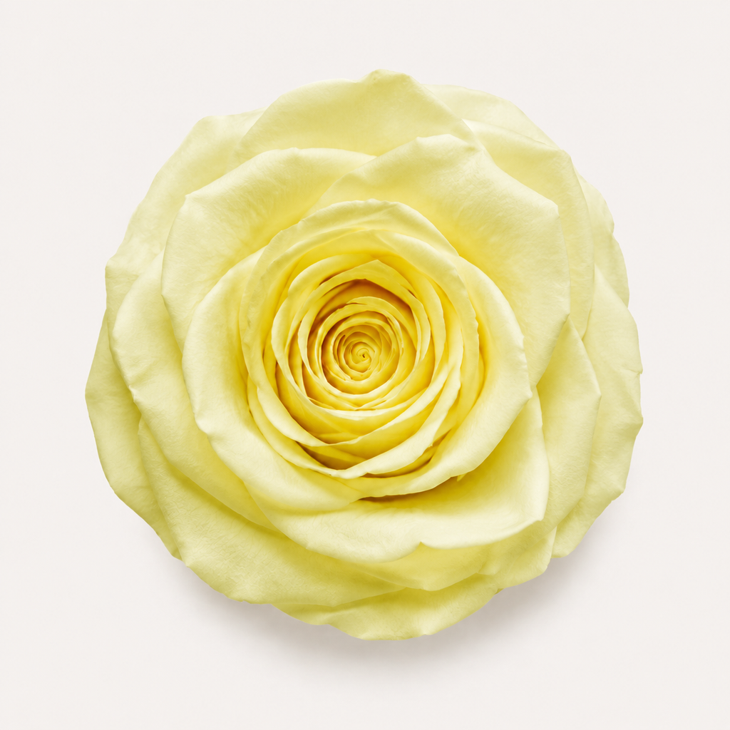 Rose - Single Color Collection I