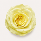 Rose - Single Color Collection I