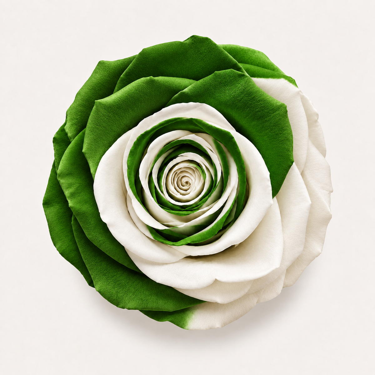 Multicolor Rose Collection