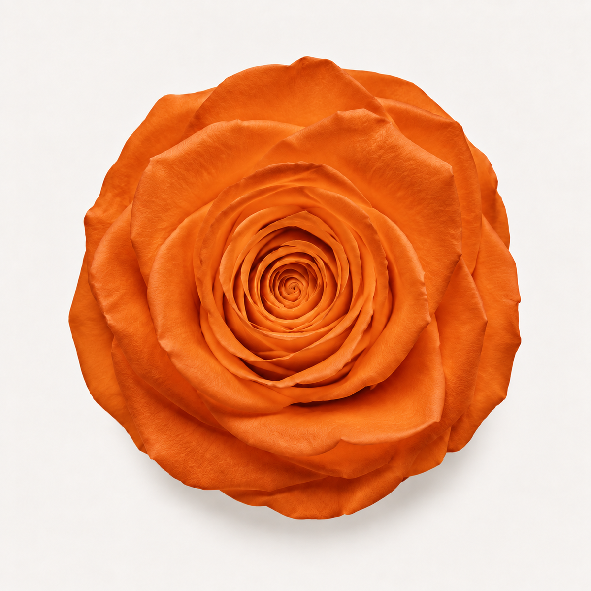 Rose - Single Color Collection I