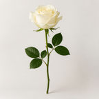 Rose - Single Color Collection I