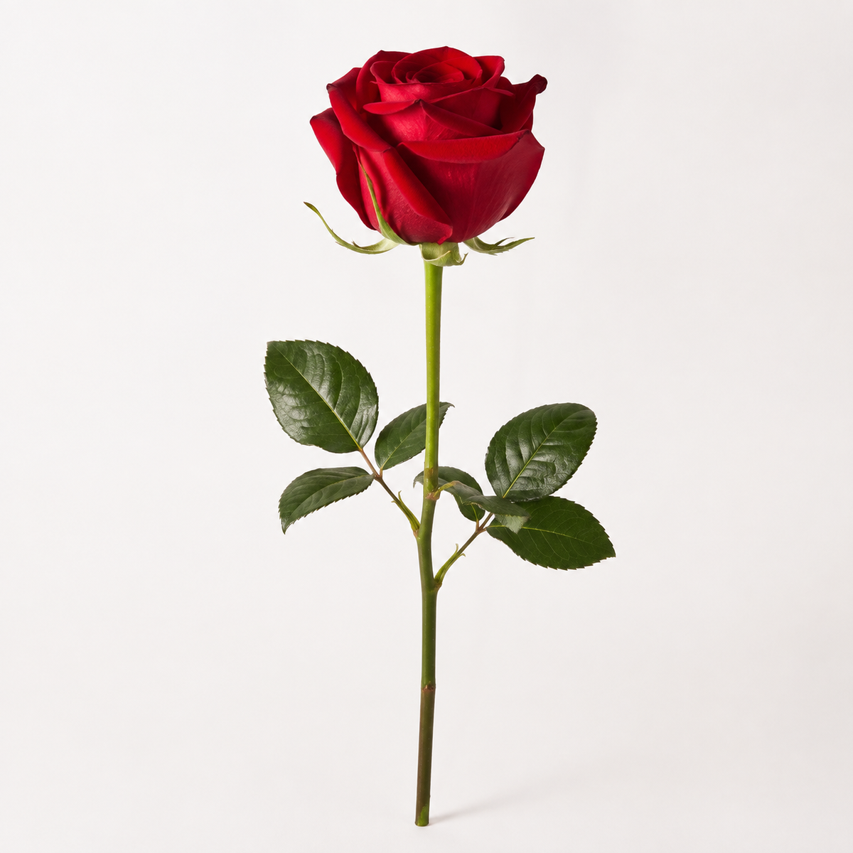 Rose - Single Color Collection II