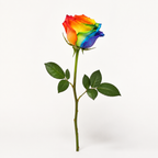 Special Rose Collection