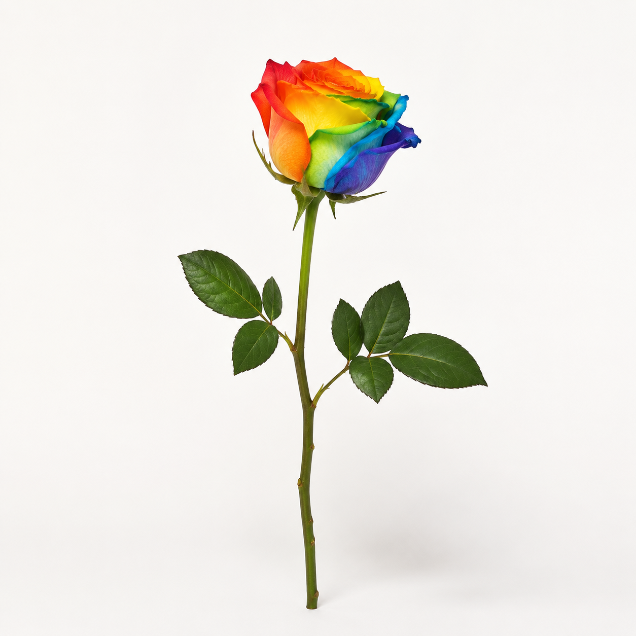 Special Rose Collection