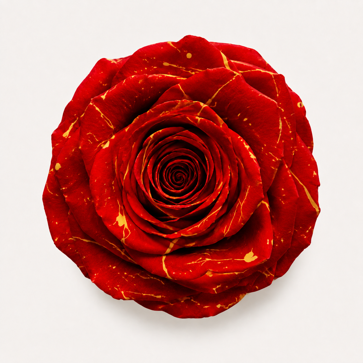 Gradient and Abstract Color Rose Collection