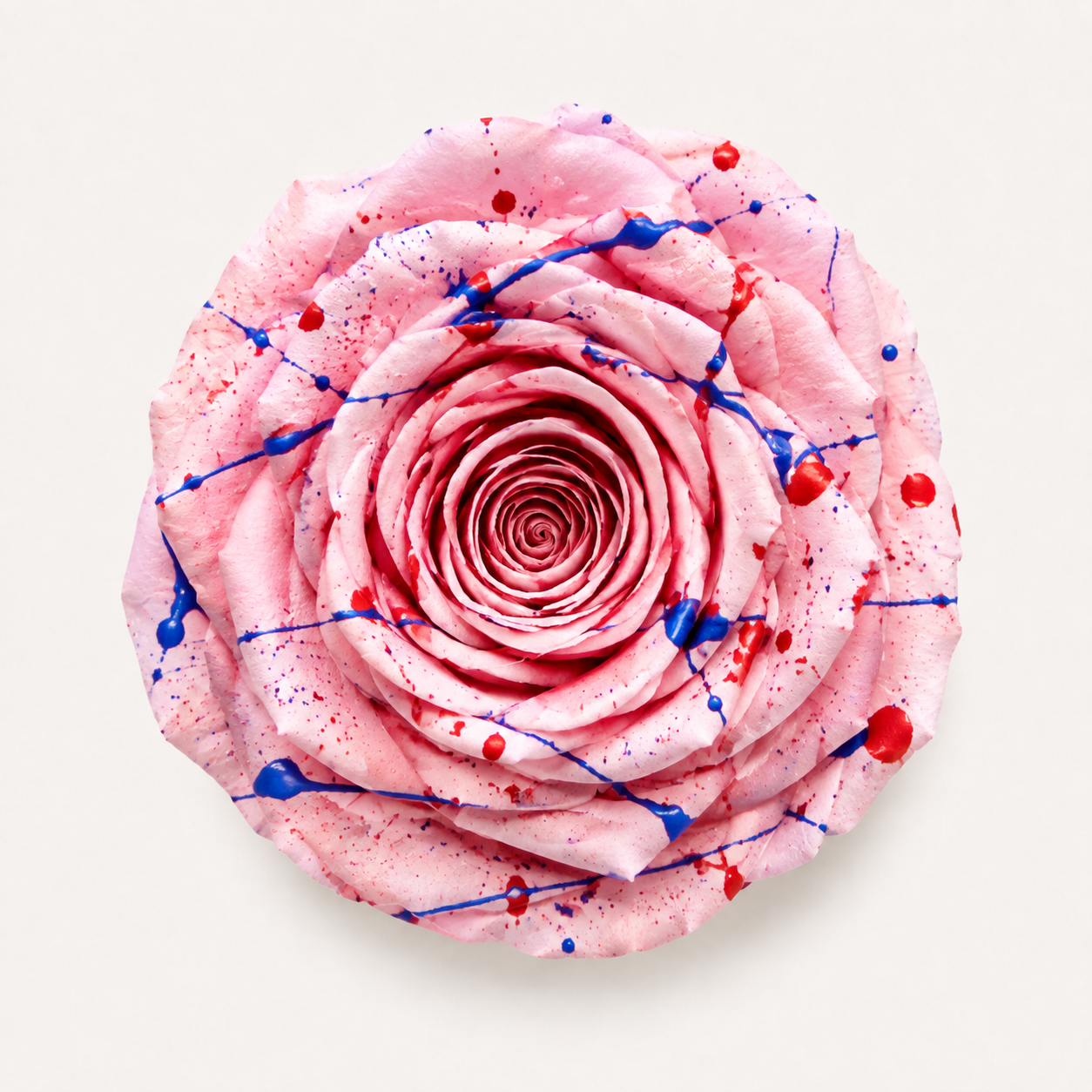 Gradient and Abstract Color Rose Collection