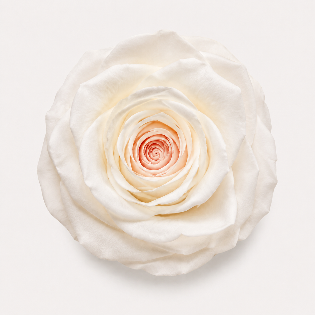 Special Rose Collection
