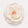 Special Rose Collection