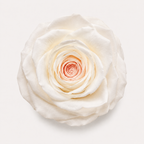 Special Rose Collection