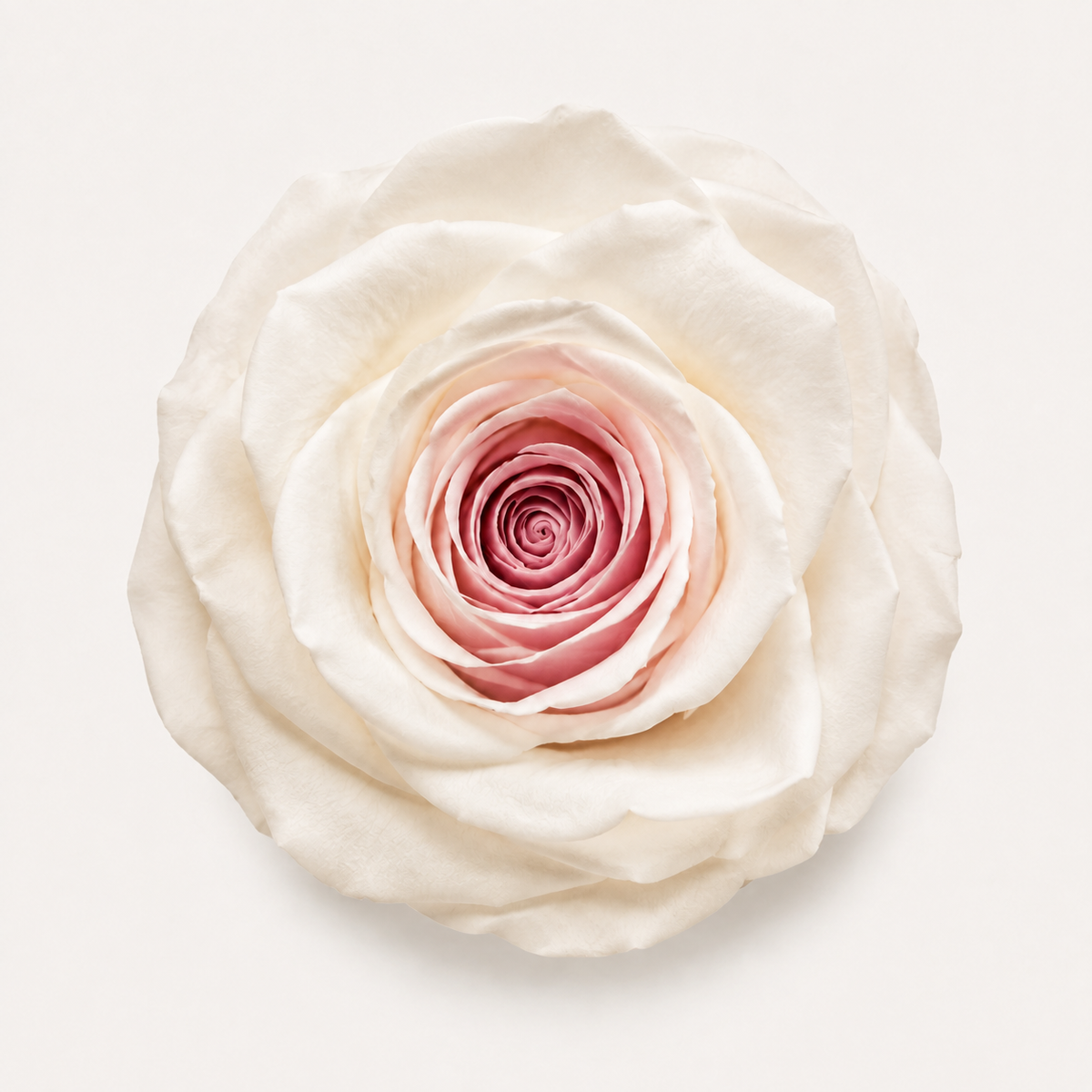 Special Rose Collection