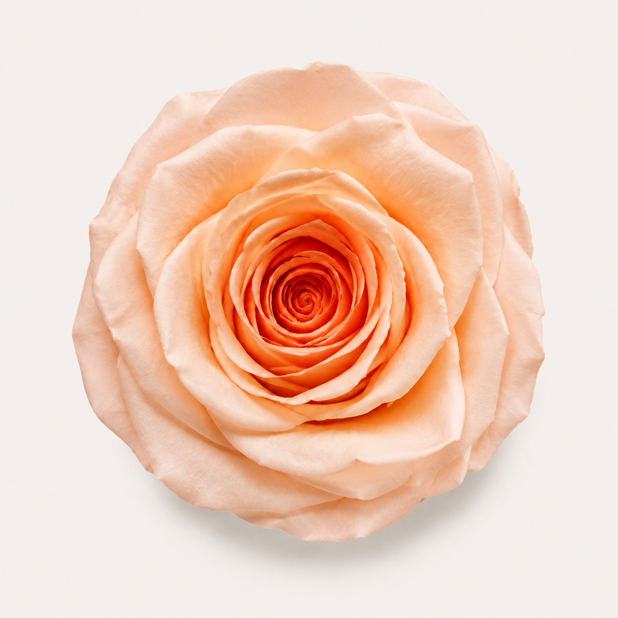 Special Rose Collection