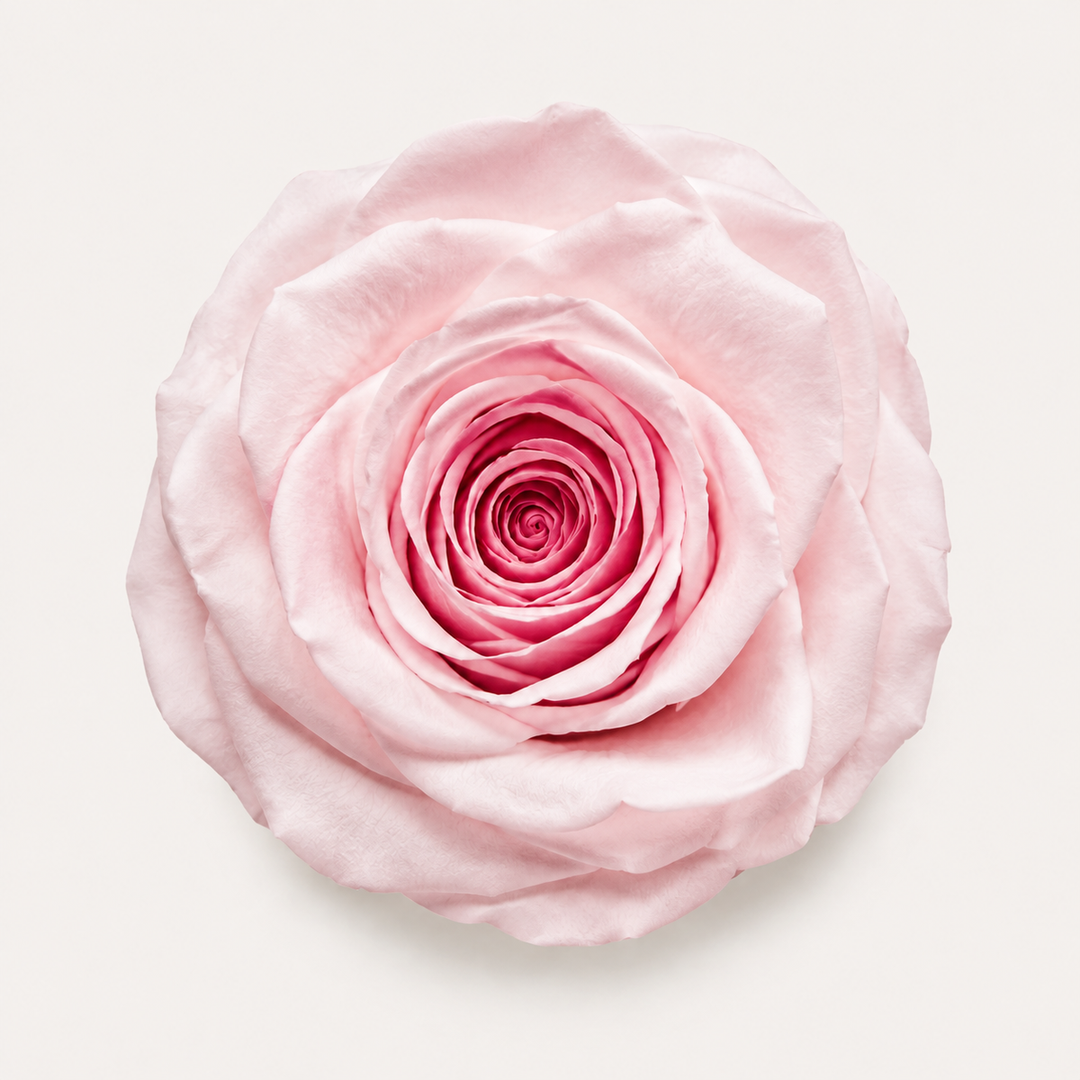 Special Rose Collection