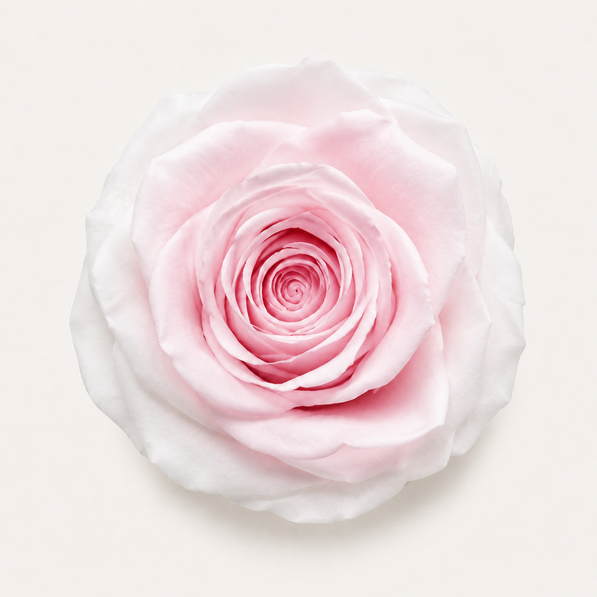 Gradient and Abstract Color Rose Collection