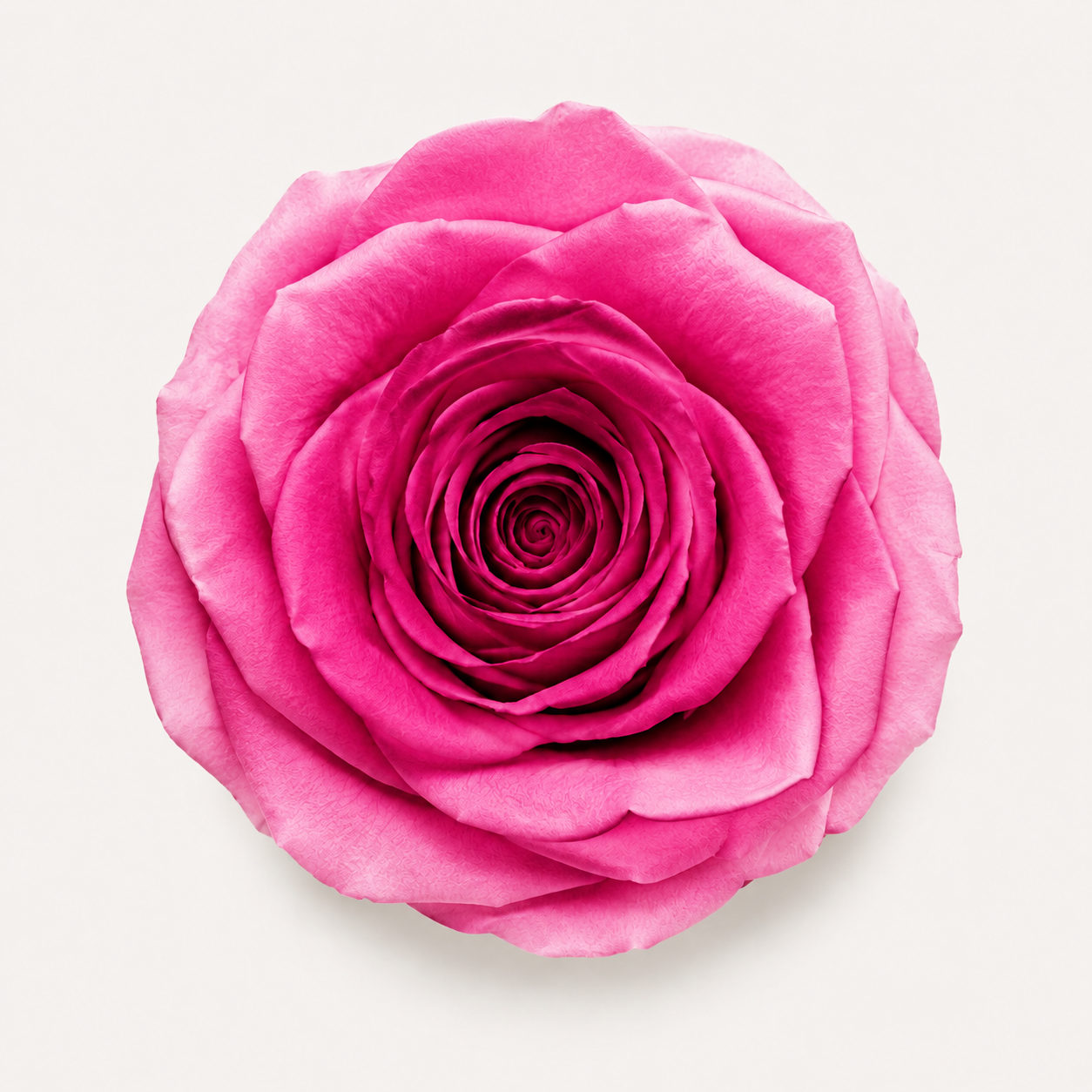 Gradient and Abstract Color Rose Collection