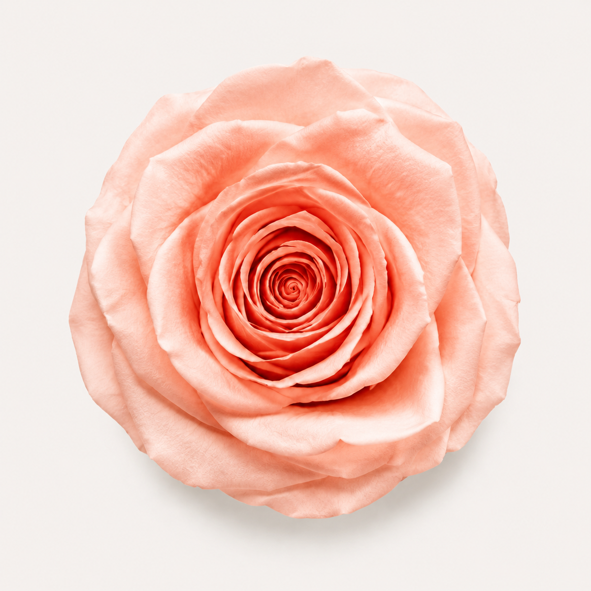 Gradient and Abstract Color Rose Collection