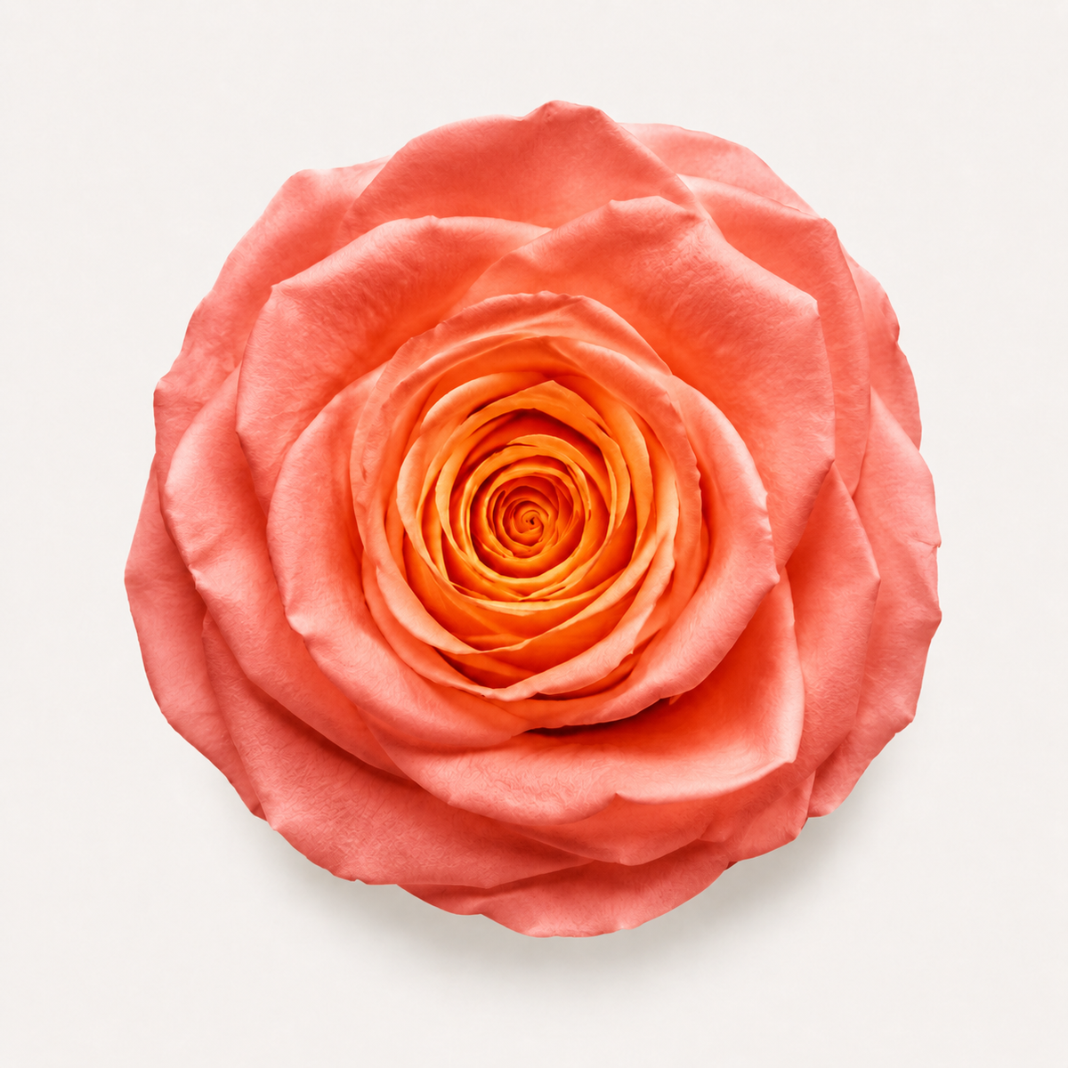 Gradient and Abstract Color Rose Collection