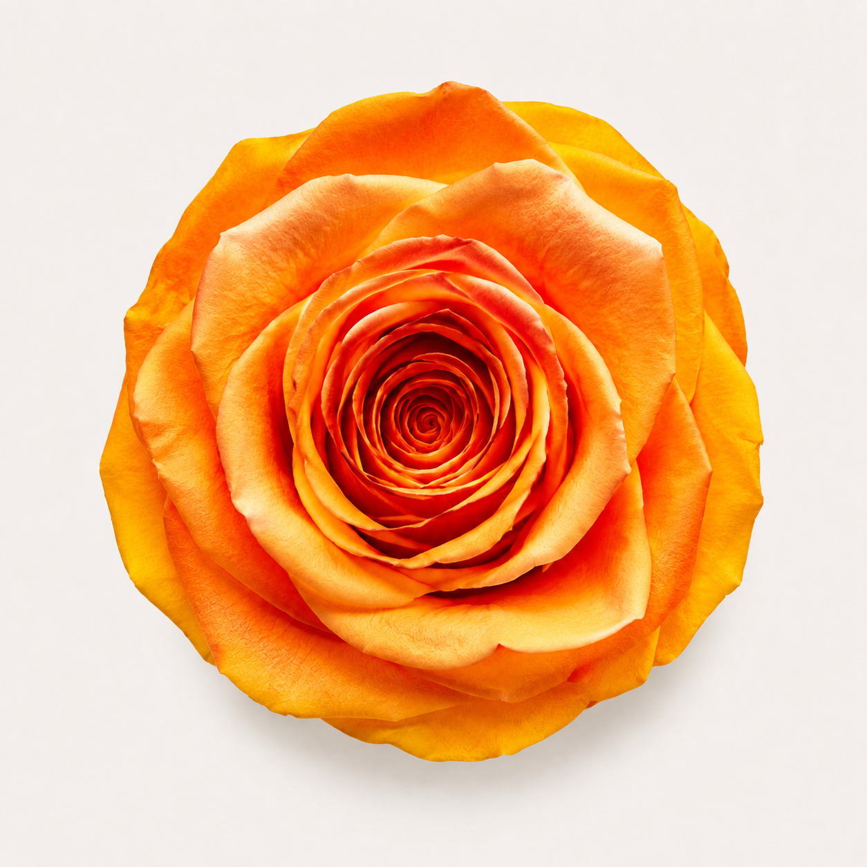Gradient and Abstract Color Rose Collection