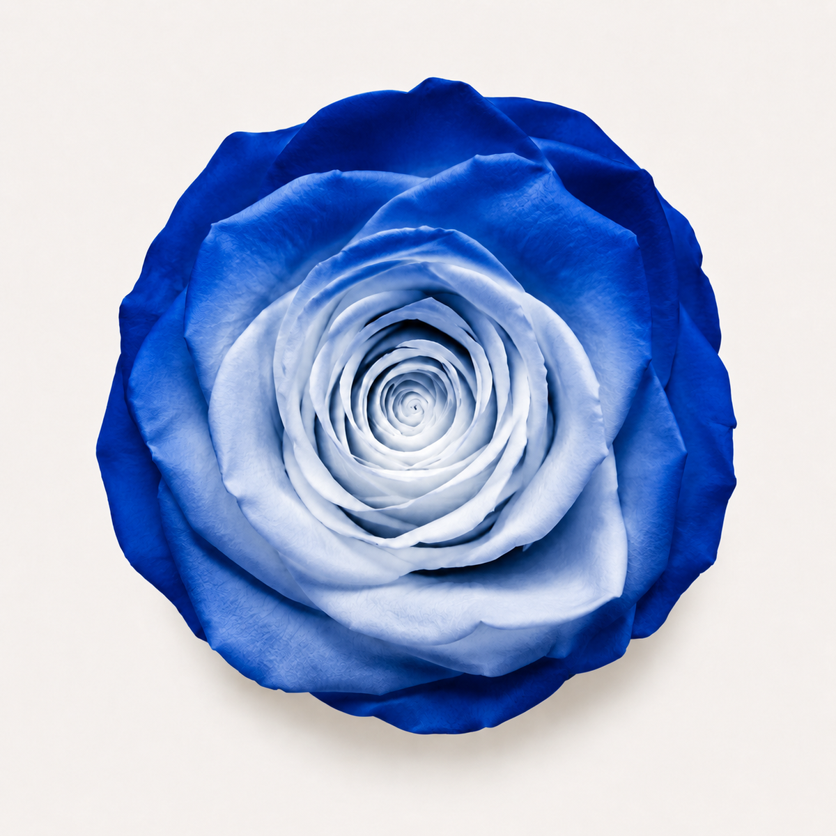 Gradient and Abstract Color Rose Collection
