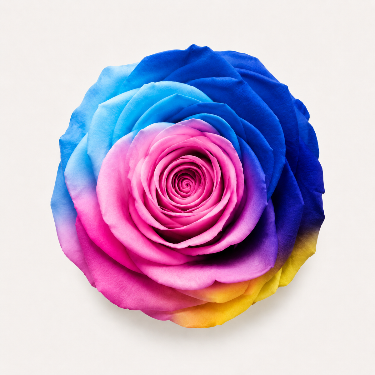 Gradient and Abstract Color Rose Collection