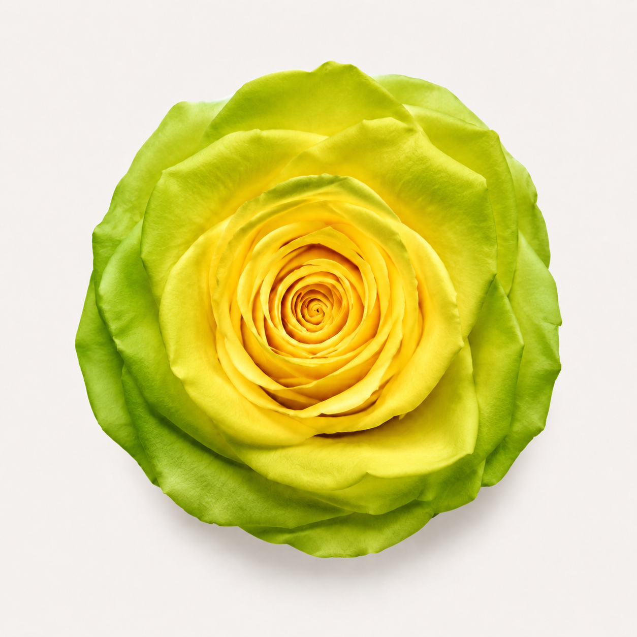 Gradient and Abstract Color Rose Collection