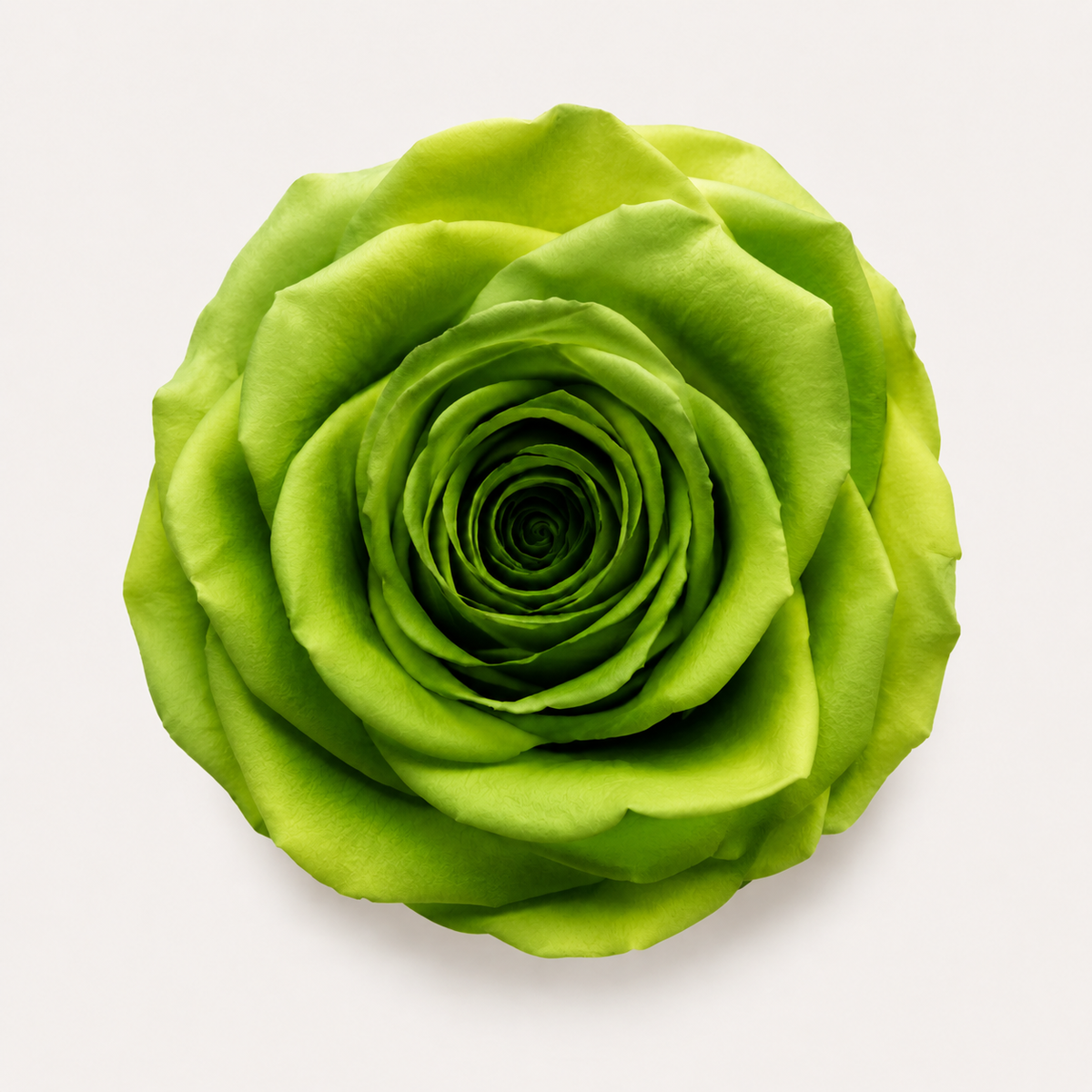 Gradient and Abstract Color Rose Collection
