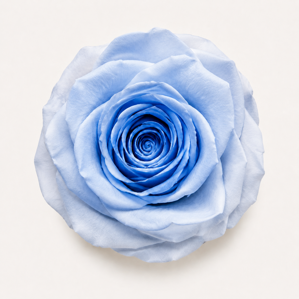 Gradient and Abstract Color Rose Collection