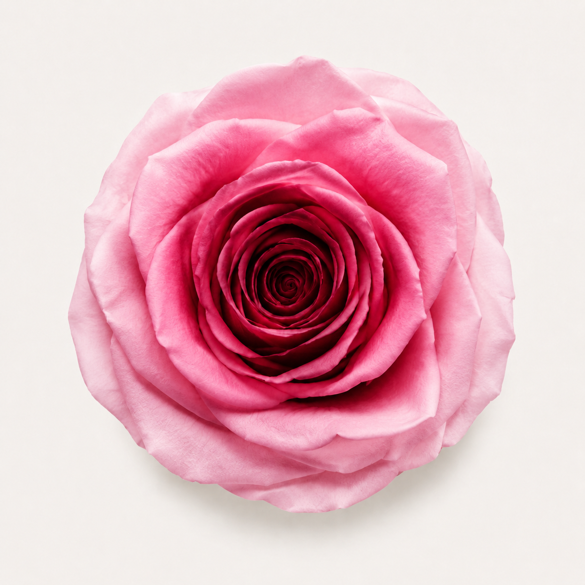 Gradient and Abstract Color Rose Collection