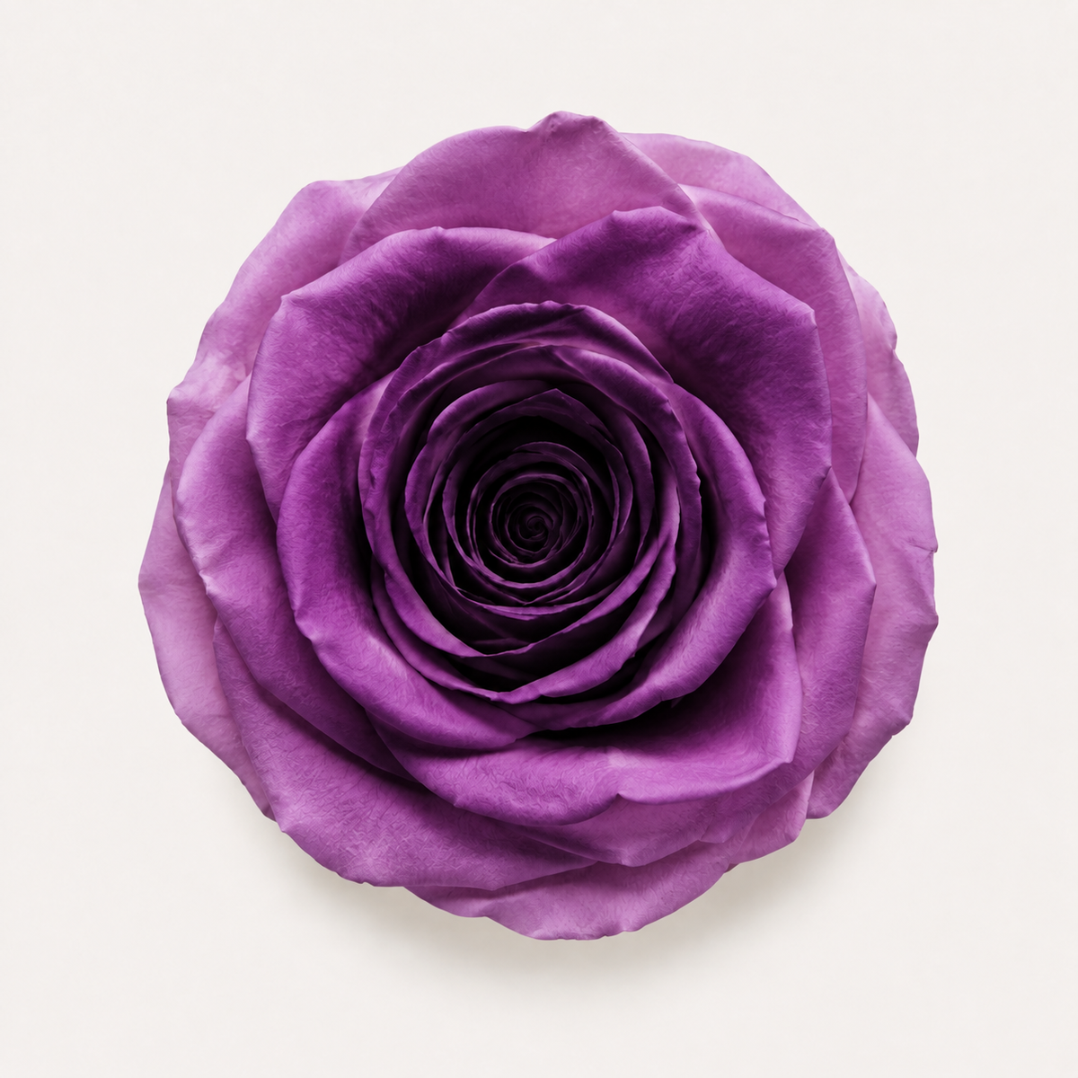 Gradient and Abstract Color Rose Collection