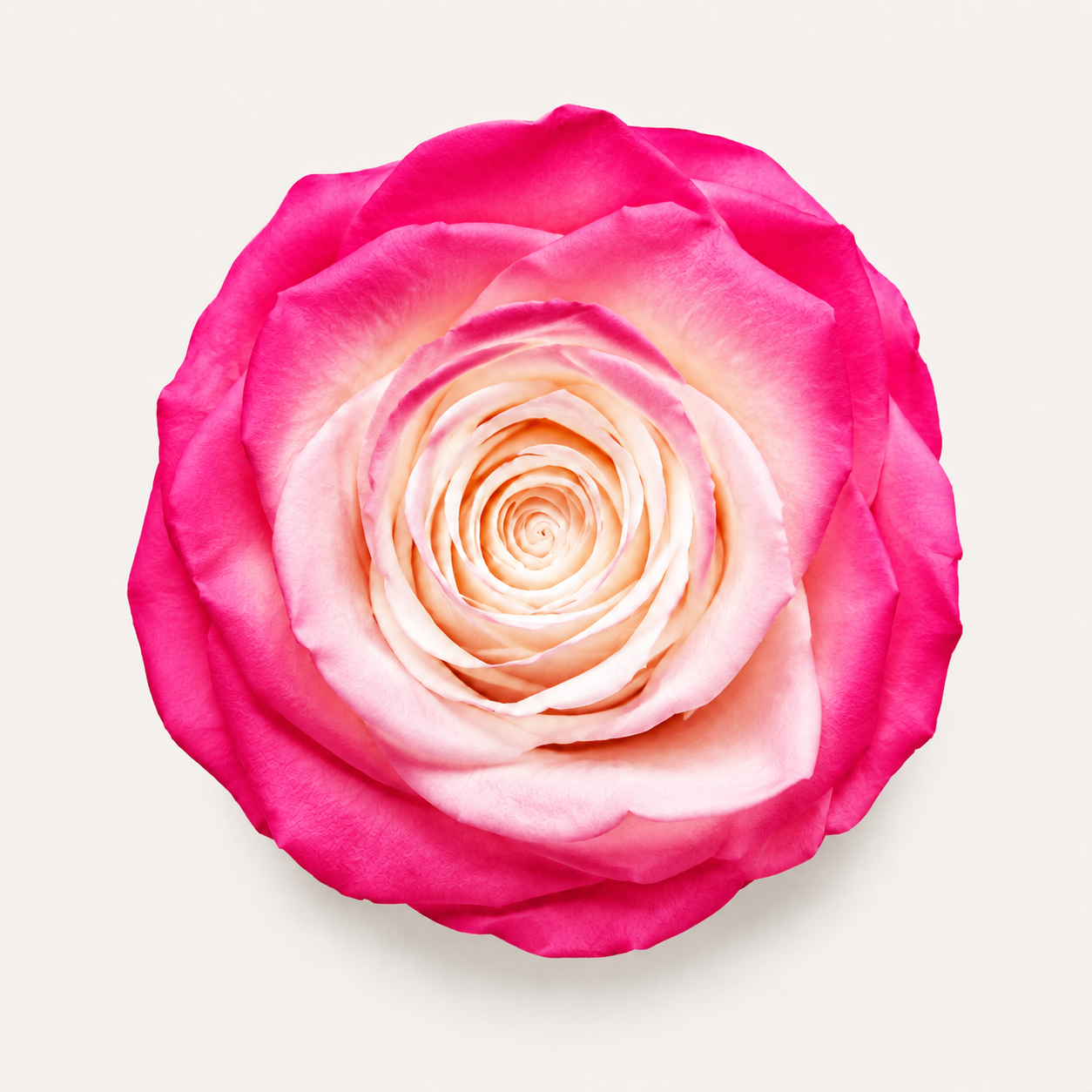 Gradient and Abstract Color Rose Collection