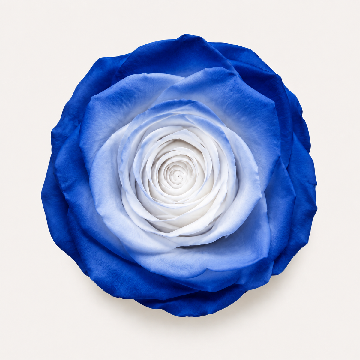 Gradient and Abstract Color Rose Collection