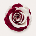 Multicolor Rose Collection