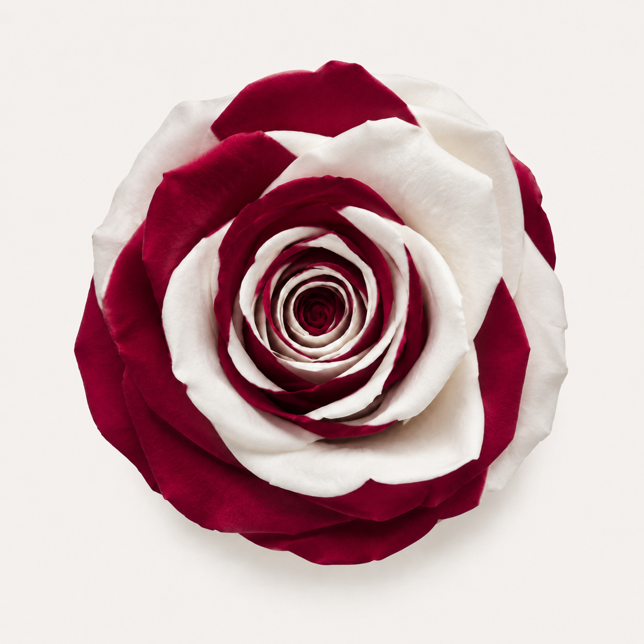 Multicolor Rose Collection