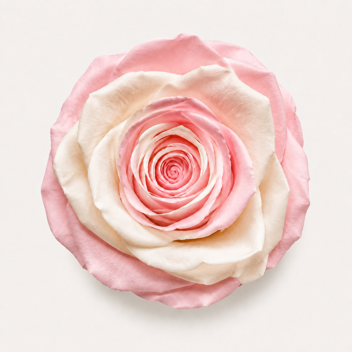 Multicolor Rose Collection