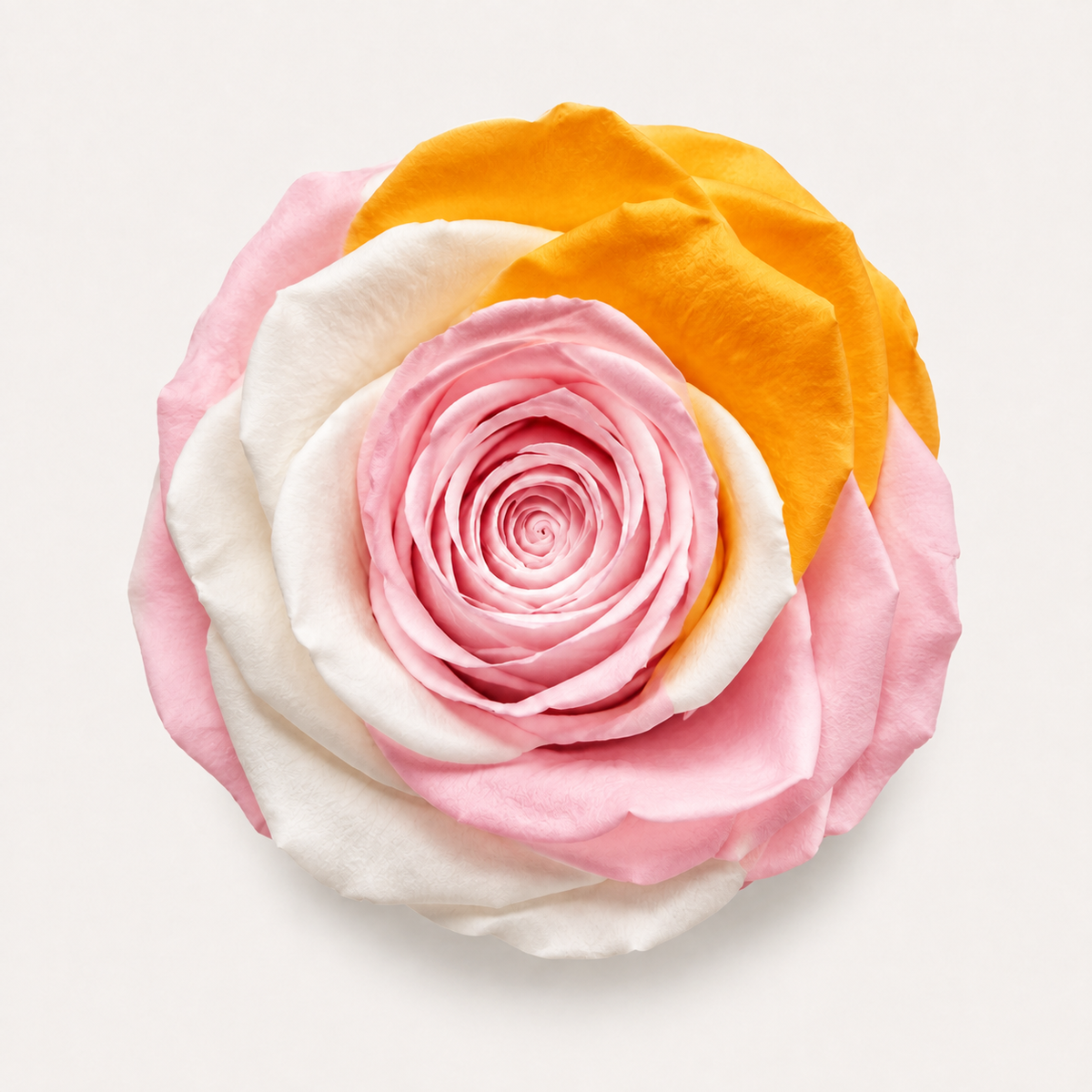 Multicolor Rose Collection