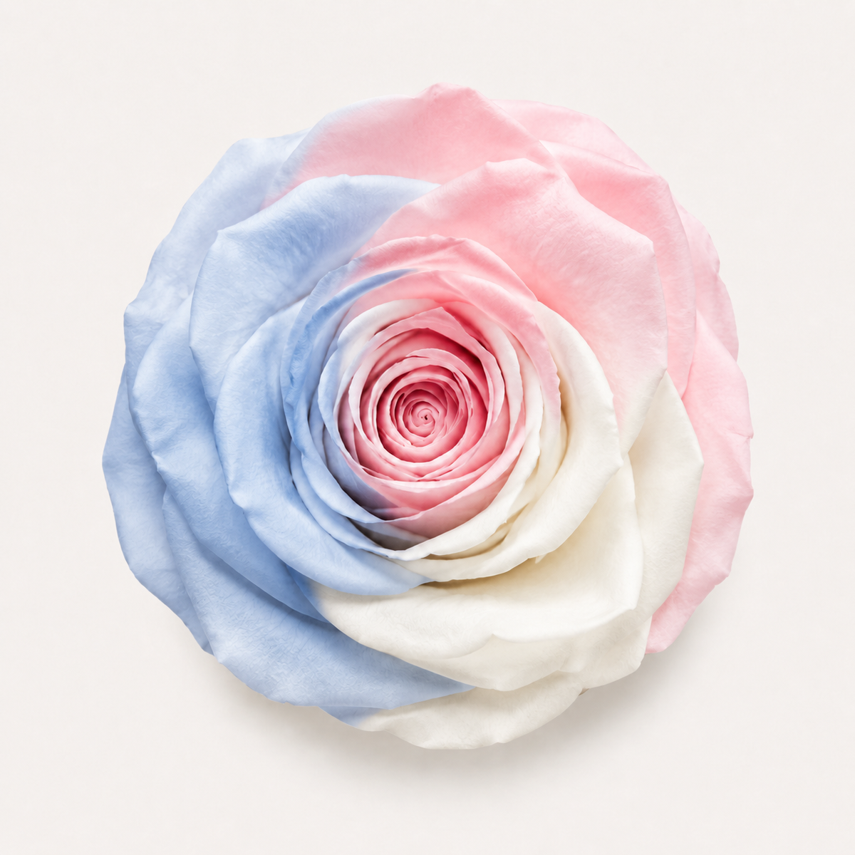 Multicolor Rose Collection