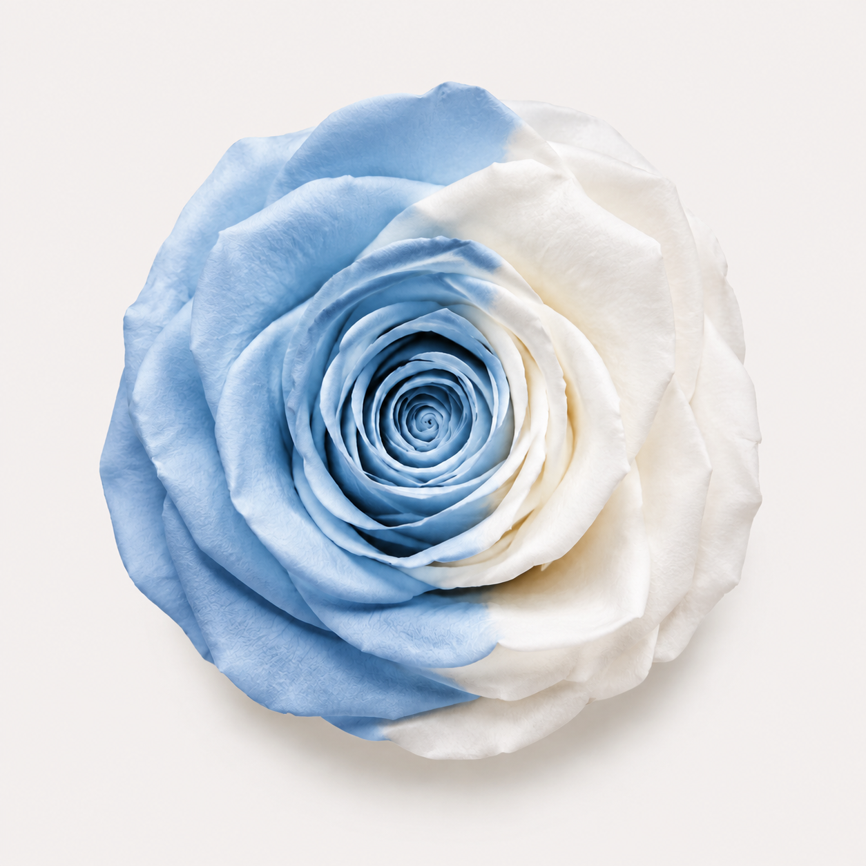 Multicolor Rose Collection