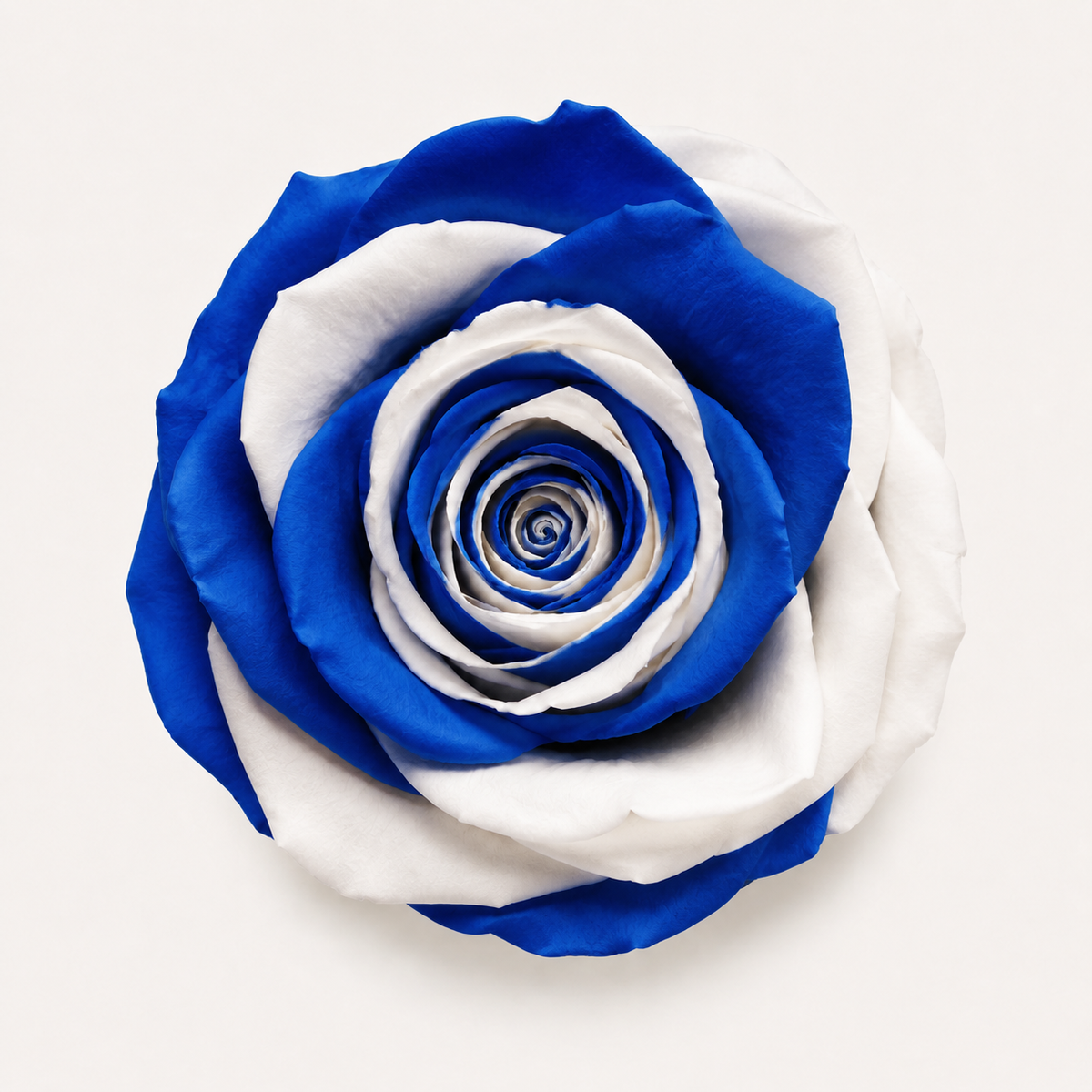 Multicolor Rose Collection