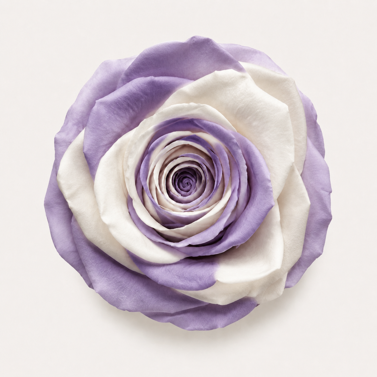 Multicolor Rose Collection