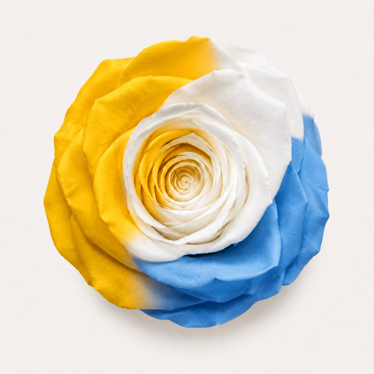 Multicolor Rose Collection