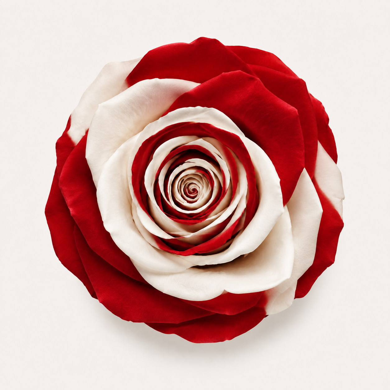 Multicolor Rose Collection