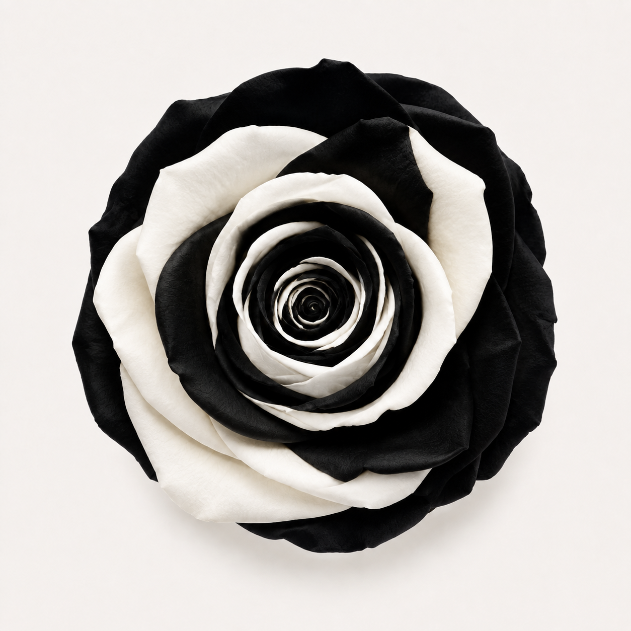 Multicolor Rose Collection