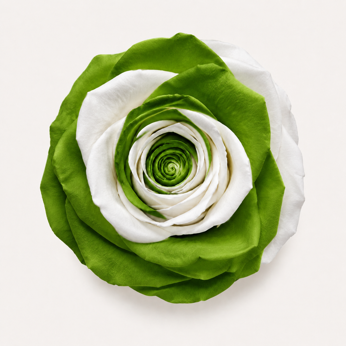 Multicolor Rose Collection