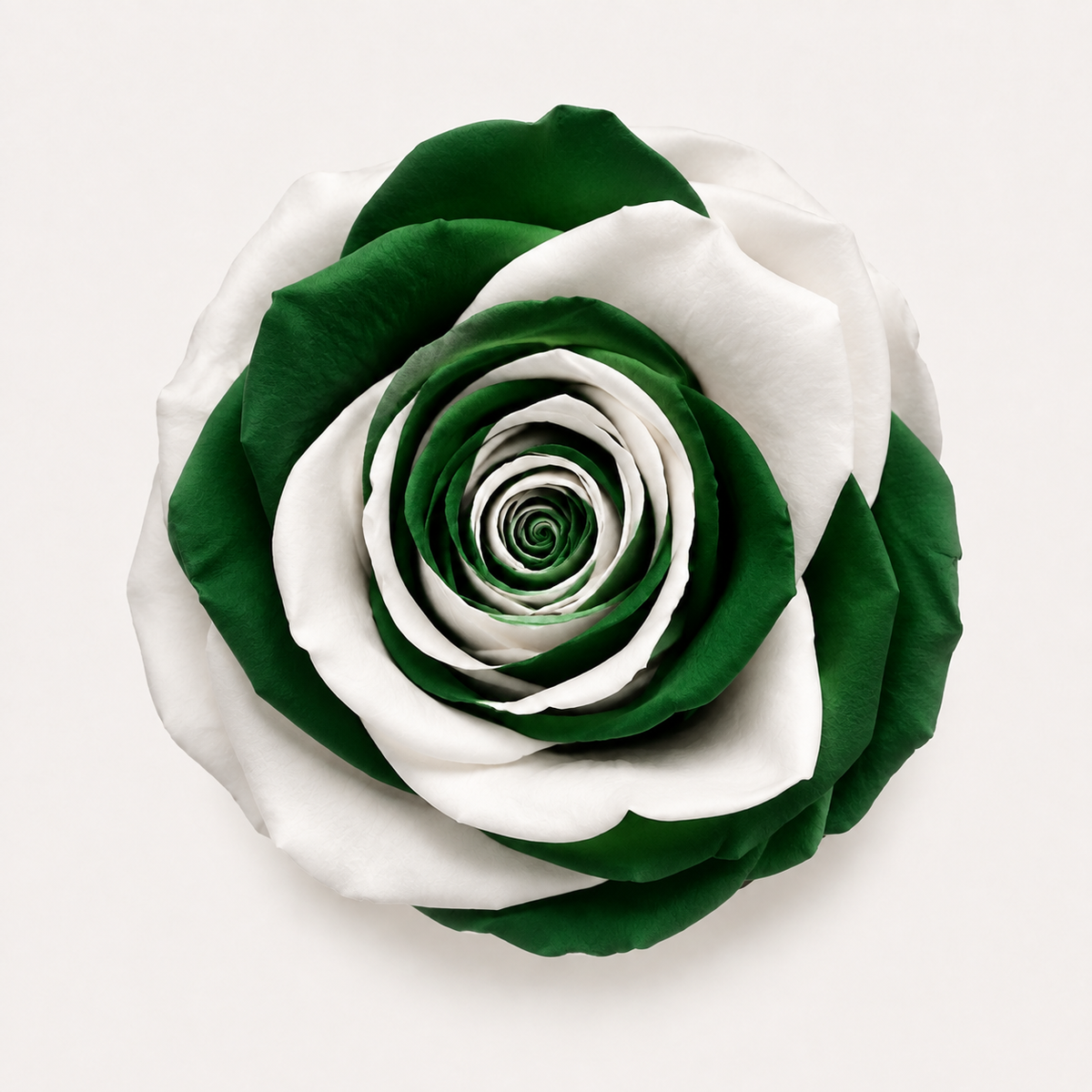 Multicolor Rose Collection