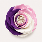 Multicolor Rose Collection