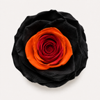 Multicolor Rose Collection
