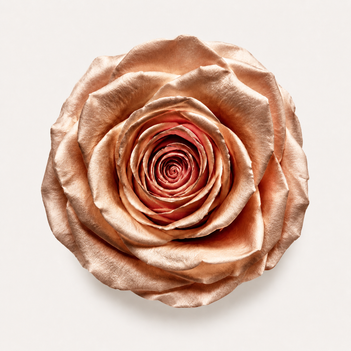 Special Rose Collection