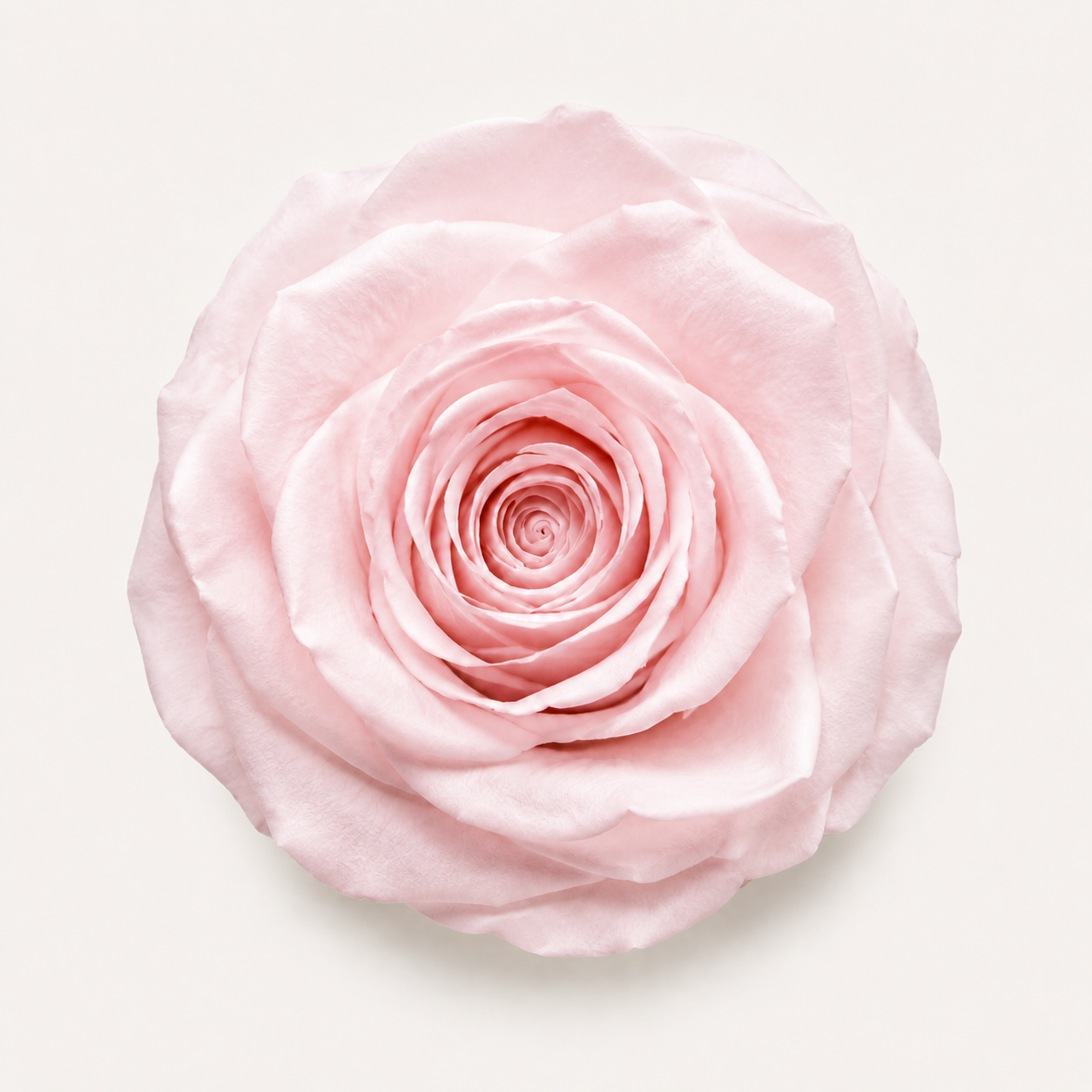 Special Rose Collection