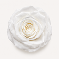 Rose - Single Color Collection I