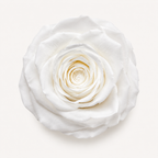 Rose - Single Color Collection I